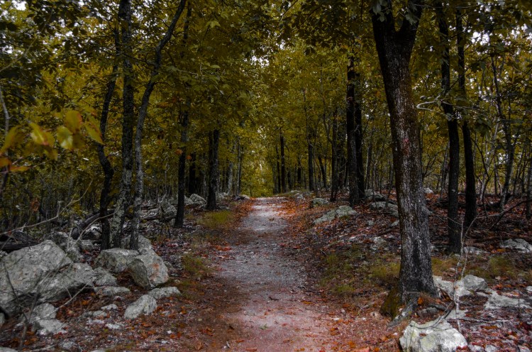 Travis Kauffman: Lion&nbsp;Slayer