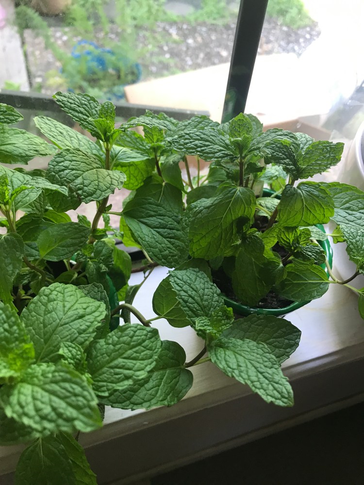 Squared Away Ep. 2: 5.11 Prime Carrier and Growing&nbsp;Mint.